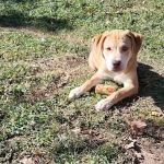 Southern Agriculture Inc: Jones Dan DVM