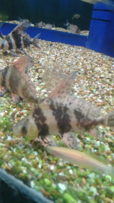 Southern Agriculture Inc: Mitchell David G DVM Picture 7