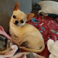 Paw Prints Ltd Veterinary Hospital ico