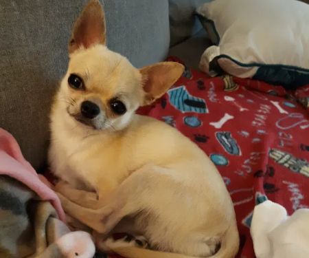 Paw Prints Ltd Veterinary Hospital