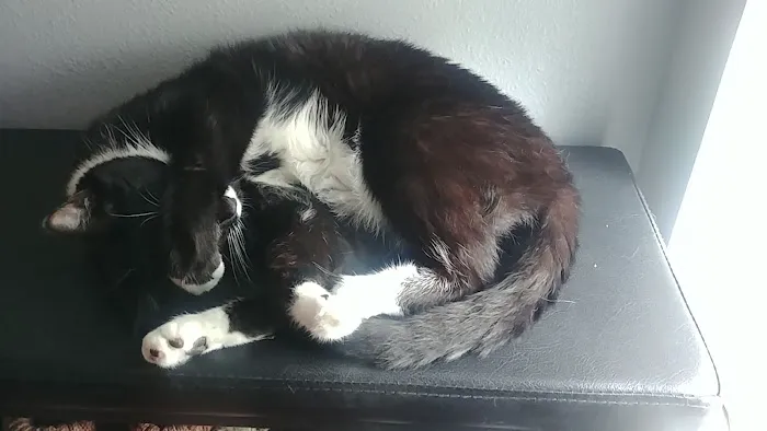 VCA Woodland South Animal Hospital Picture 1