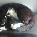 VCA Woodland South Animal Hospital