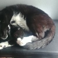 VCA Woodland South Animal Hospital ico