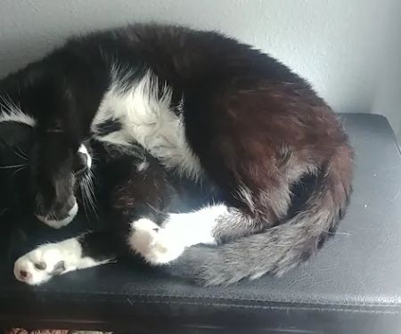 VCA Woodland South Animal Hospital