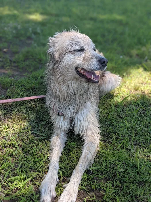 VCA Woodland South Animal Hospital Picture 3