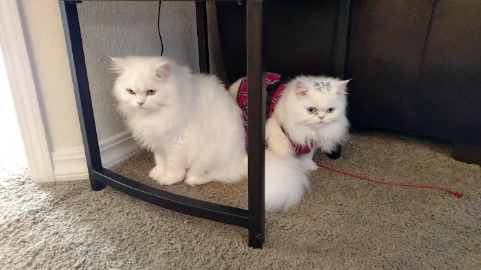 VCA Woodland South Animal Hospital Picture 5