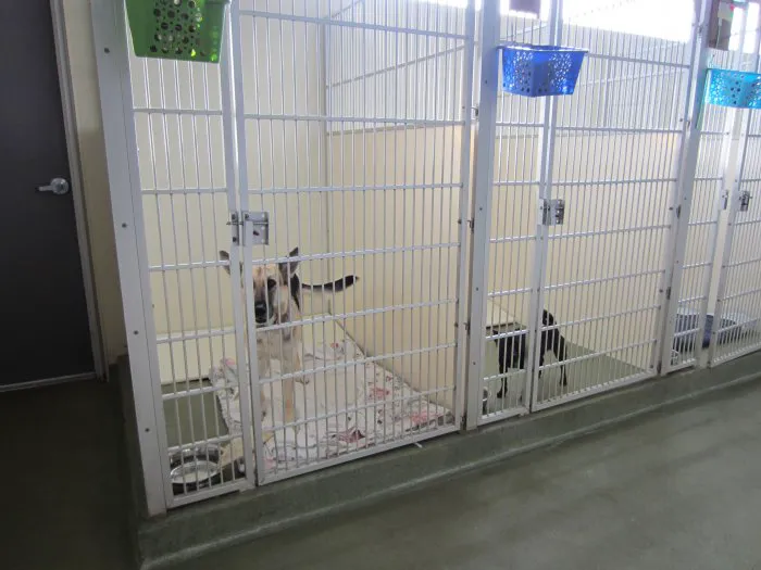 VCA Woodland South Animal Hospital Picture 10