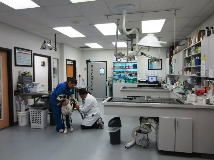 VCA Woodland South Animal Hospital Picture 7