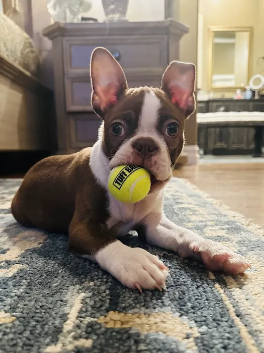 City Veterinary Hospital Picture 1