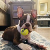 City Veterinary Hospital ico