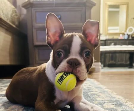 City Veterinary Hospital