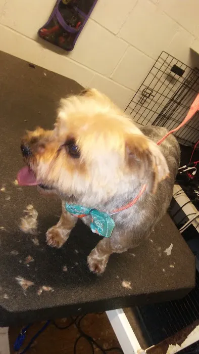 City Veterinary Hospital Picture 3