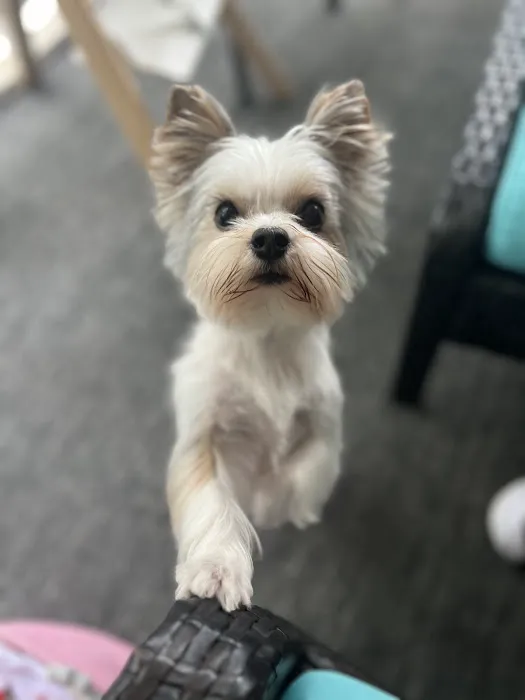 City Veterinary Hospital Picture 4