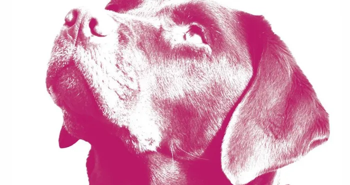 City Veterinary Hospital Picture 9