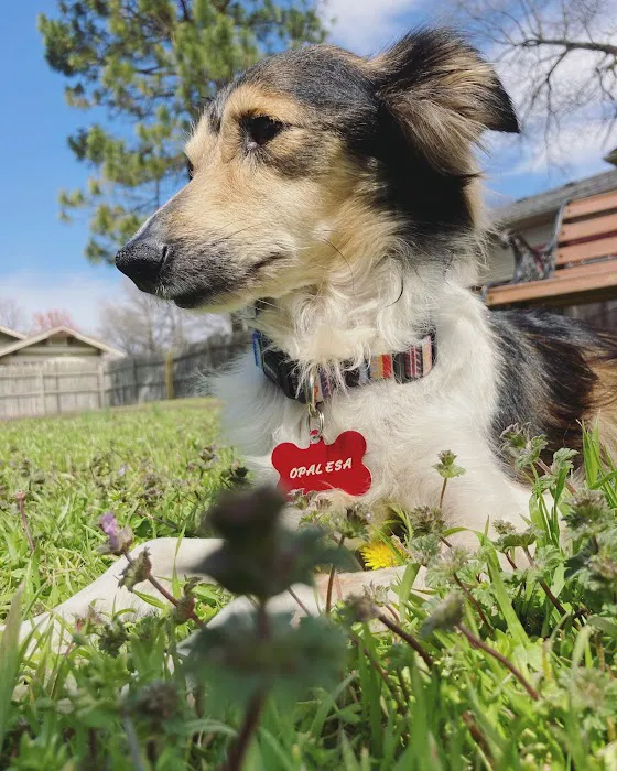 City Veterinary Hospital Picture 10