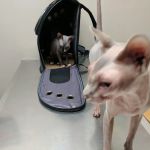 Riverbrook Animal Hospital