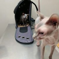 Riverbrook Animal Hospital ico