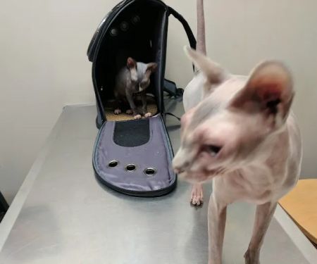 Riverbrook Animal Hospital