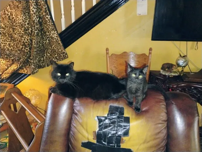 Harvard Avenue Veterinary Hospital Picture 3