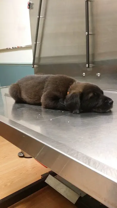 Harvard Avenue Veterinary Hospital Picture 1