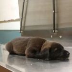 Harvard Avenue Veterinary Hospital