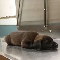 Harvard Avenue Veterinary Hospital ico