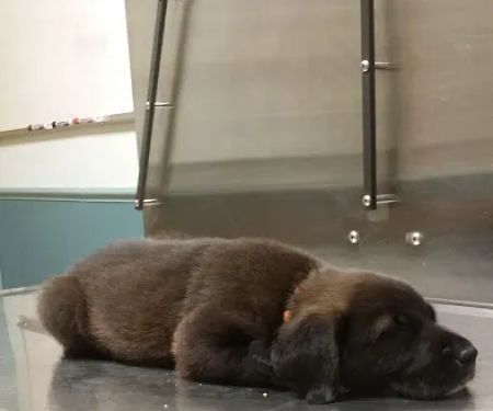 Harvard Avenue Veterinary Hospital