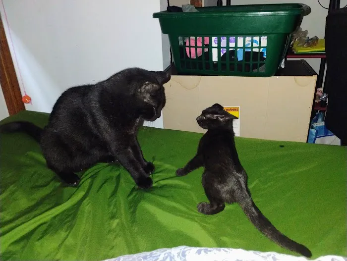 Harvard Avenue Veterinary Hospital Picture 7