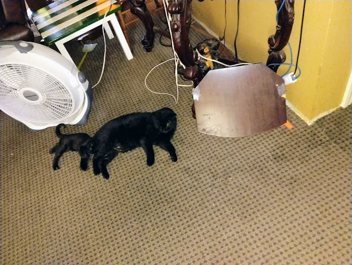 Harvard Avenue Veterinary Hospital Picture 8