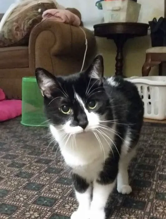 Harvard Avenue Veterinary Hospital Picture 6