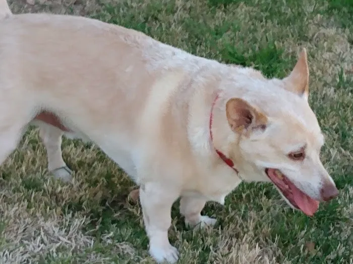 Harvard Avenue Veterinary Hospital Picture 4