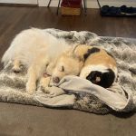 Brookside Animal Hospital