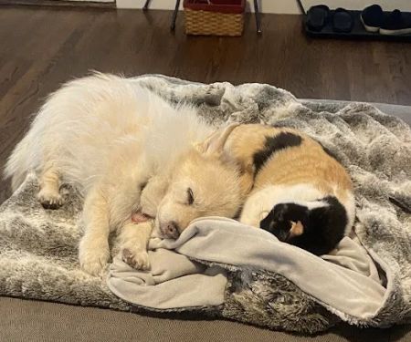 Brookside Animal Hospital