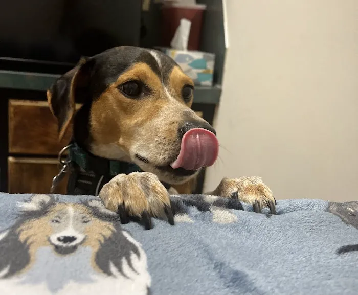 Brookside Animal Hospital Picture 2