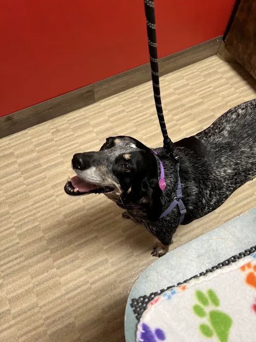 Brookside Animal Hospital Picture 4