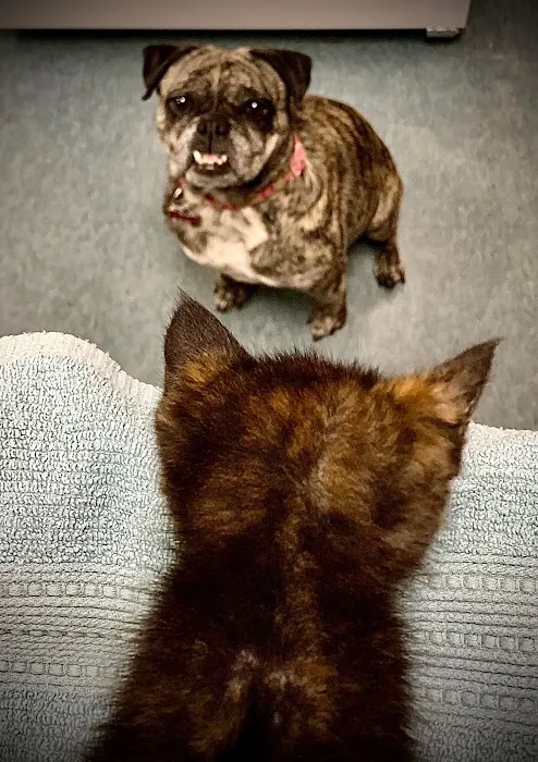 Brookside Animal Hospital Picture 7