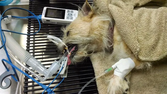 Tulsa Town Veterinary Hospital Picture 3