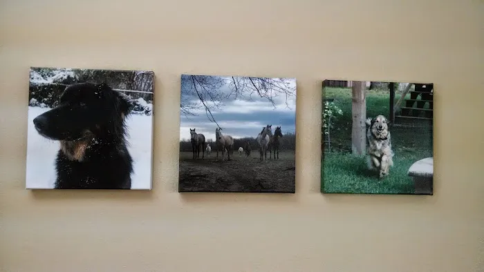 Tulsa Town Veterinary Hospital Picture 4