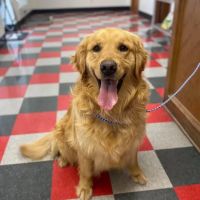 Carbondale Veterinary Hospital ico