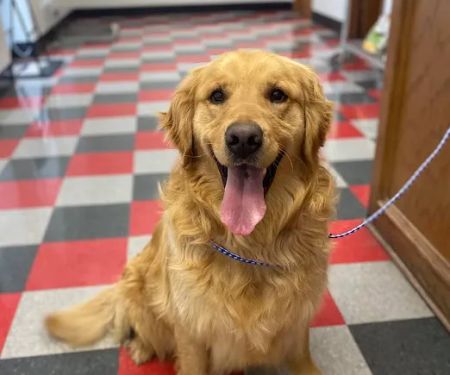 Carbondale Veterinary Hospital