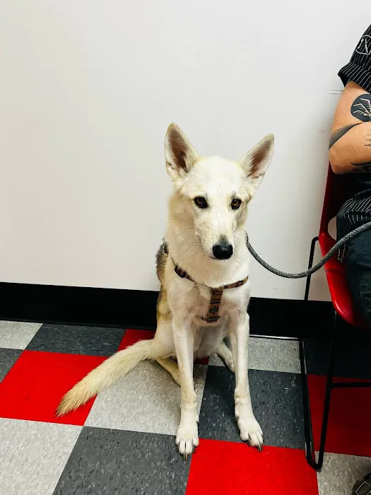 Carbondale Veterinary Hospital Picture 4