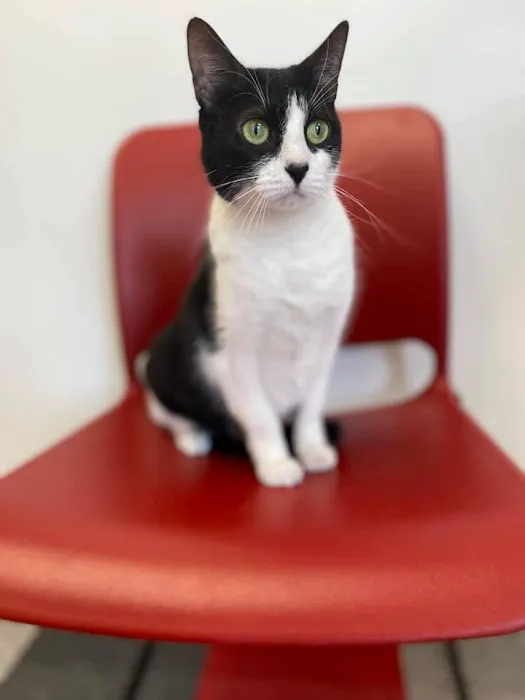 Carbondale Veterinary Hospital Picture 2