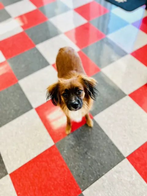 Carbondale Veterinary Hospital Picture 8