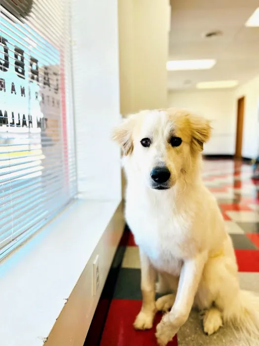 Carbondale Veterinary Hospital Picture 9