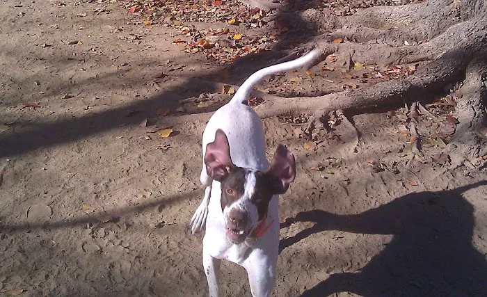 Edgewood Veterinary Hospital: Hans Gann, DVM & Brad Howard, DVM Picture 1