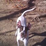 Edgewood Veterinary Hospital: Hans Gann, DVM & Brad Howard, DVM