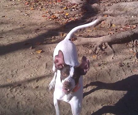 Edgewood Veterinary Hospital: Hans Gann, DVM & Brad Howard, DVM