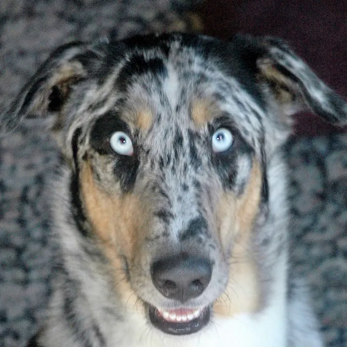 Edgewood Veterinary Hospital Picture 3