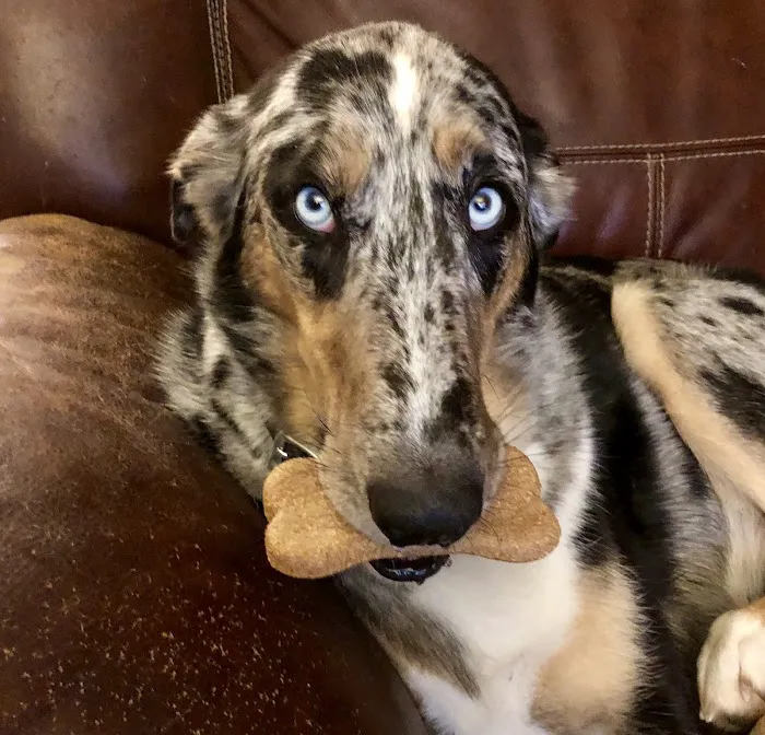 Edgewood Veterinary Hospital Picture 1