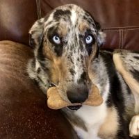 Edgewood Veterinary Hospital ico